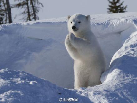 2025澳门特马今晚开奖号码是多少和给北极熊现蒸粽子与北极熊 特制粽子